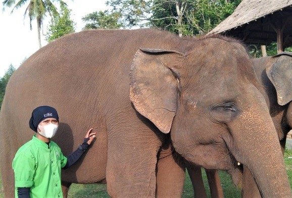 Gajah Betina di Taman Wisata Konservasi Lembah Hijau Akan Melahirkan