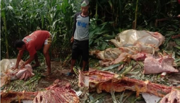 Pencurian Sapi Mulai Teror Warga Daging Diambil Ditingalkan Isi Perutnya
