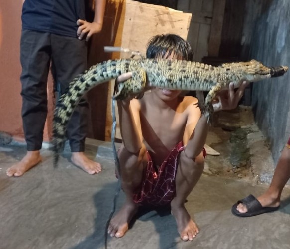 Banjir Kaliawi Anak Buaya Tertangkap Nyelonong Masuk Rumah Warga
