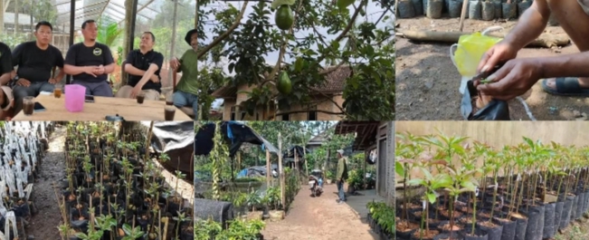 Alpukat WayLean  Komoditi Unggulan Pekon Wayilahan Tanggamus