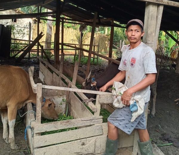 Puluhan Ekor Sapi Mati Dinas Peternakan Mesuji Berdiam Diri