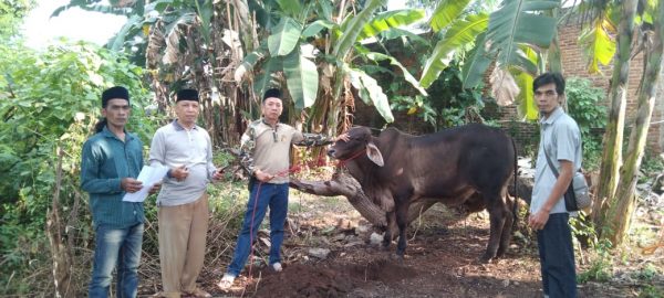 Hewan Qurban PWI Lampung Dibagikan ke Anggota dan Pengurus
