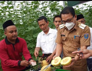 Wali Kota Metro, Wahdi Siradjuddin turut panen melon Inthanon