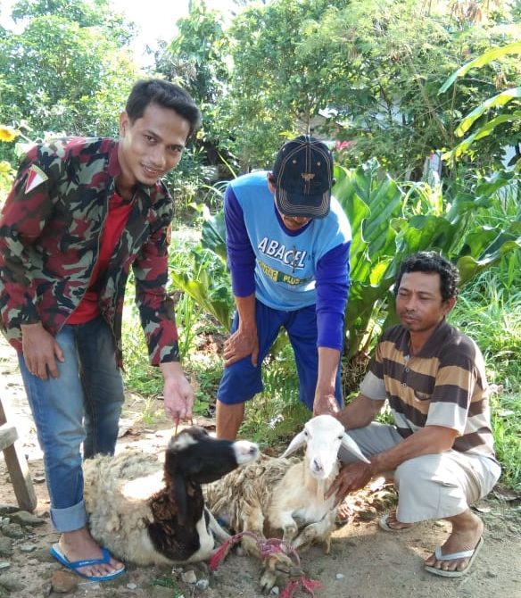 PW Pemuda Muhammadiyah Lampung Tebar Qurban 20 Kambing