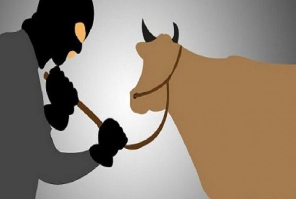 Pencurian Sapi Masih Marak di Lampung Tengah