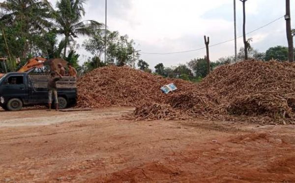 Lapor Pak Jokowi Harga Singkong di Lampung Utara Tak Berjaya Dengan Pembelian Pupuk Yang Mahal