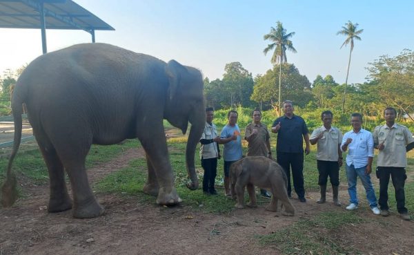 Pertama di Sumatera Mega Melahirkan Gajah Jantan di Lembah Hijau