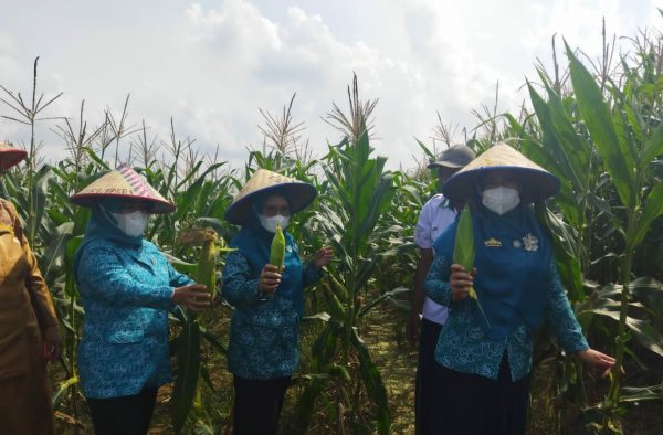 Inovasi Elvin Jadi Contoh, Ketua PKK Ajak Petani Di Metro Pakai Pupuk Kompos