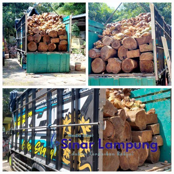 Illegal Logging Sono Keling di Tahura Terus Berlanjut
