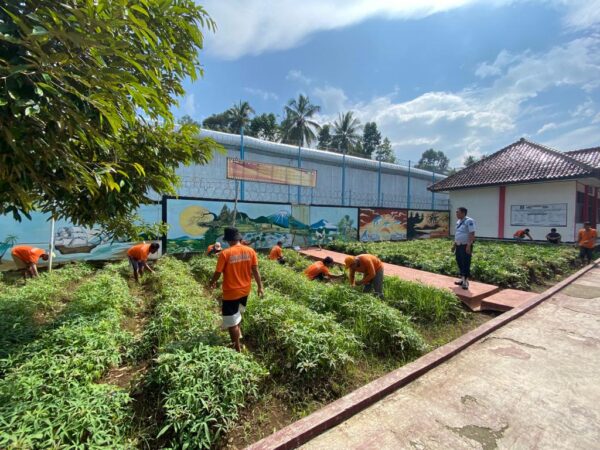 Bidang Pertanian Program Unggulan Pembinaan WBP Lapas kelas II B Kota Agung