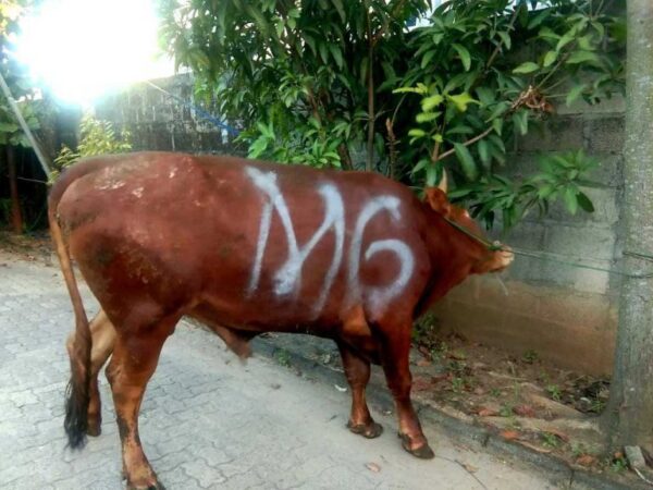 Ketua DPRD Salurkan Hewan Qurban Melalui DPD PDIP Lampung