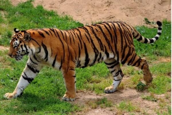 Dua Harimau Sumatera Gegerkan Lampung Utara Jalan Jalan di Kebun Singkong Warga