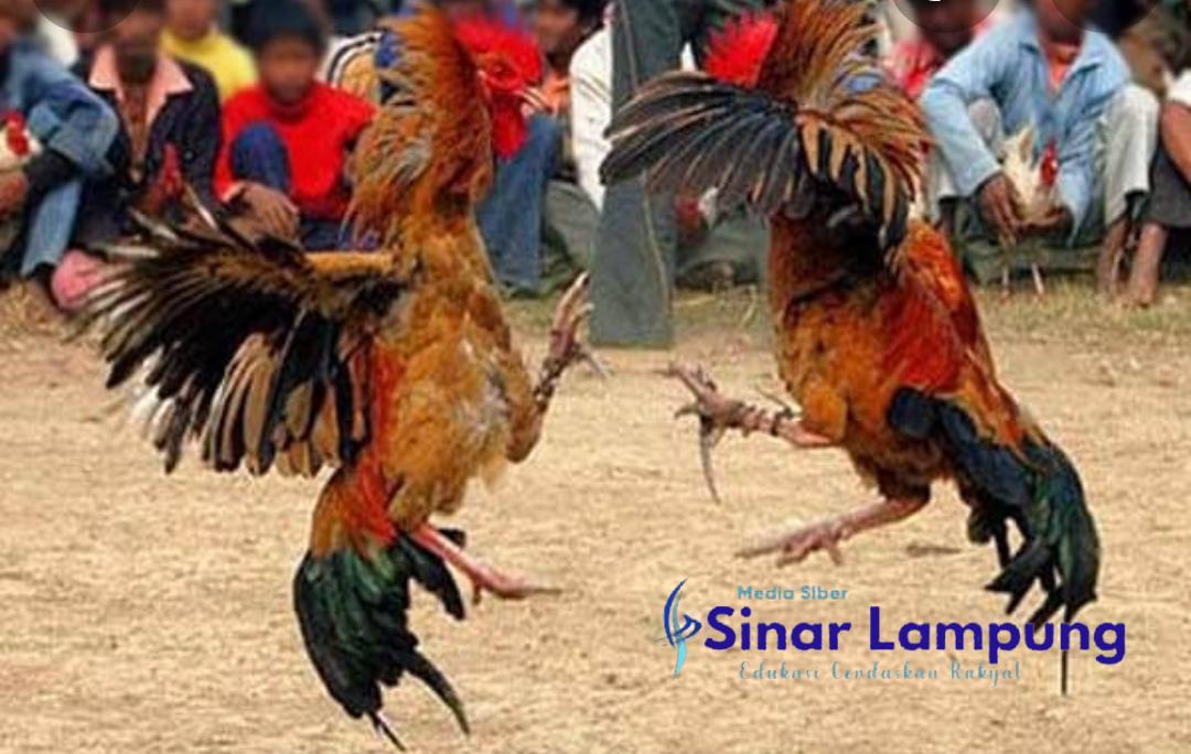 Kepala Kampung Tri Tunggal Ditangkap Polisi Diarena Judi Sabung Ayam?