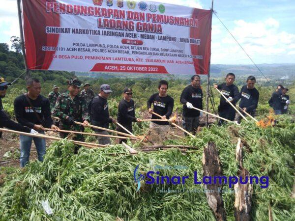 Polda Lampung Tangkap 135 kg Ganja di Bakauheni Berlanjut ke Dua Hektar Ladang Ganja di Banda Aceh 120 Ton Dimusnahkan