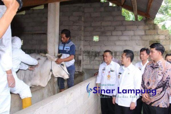 Antisipasi Wabah PMK, Pemkab Lampura Vaksin Hewan Ternak di Sukajadi