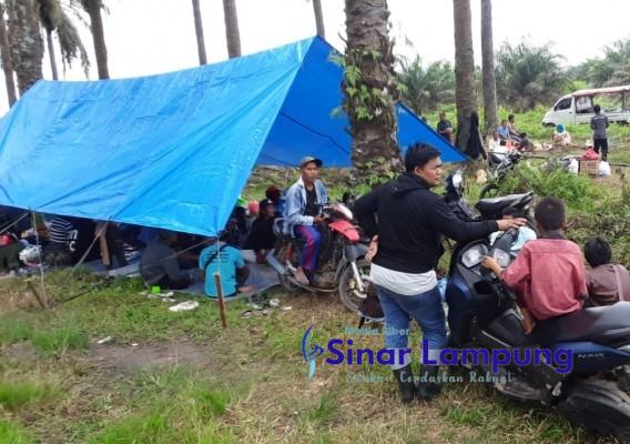 Masyarakat Adat Buay Mencurung Duduki Lahan PT SIP Anak Perusahaan Sinar Mas Gorup di Mesuji Timur