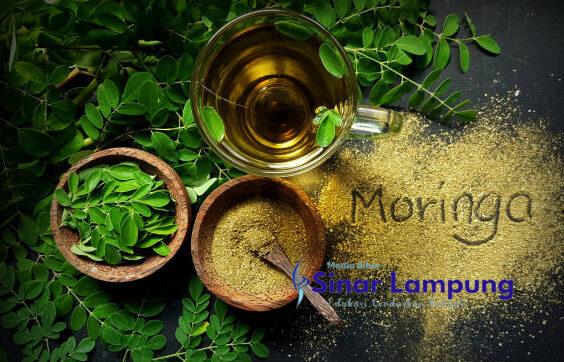 Manfaat Daun Kelor Bagi Kesehatan