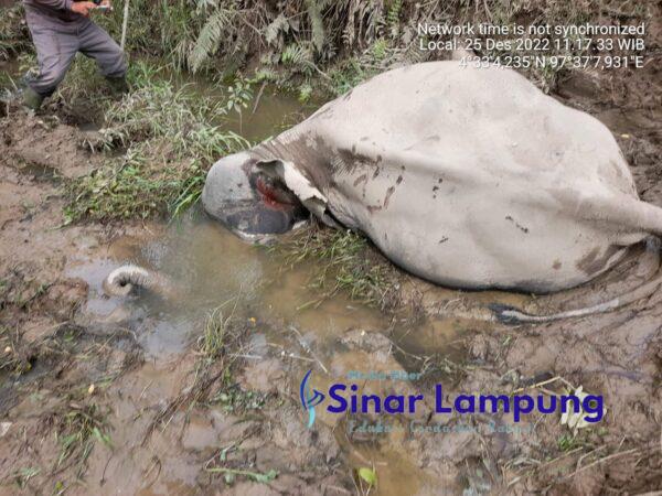 Gajah Jinak di Kawasan CRU Tewas Dianiaya Puluhan Gajah Liar Kasusnya Ditangani Polres Aceh Timur