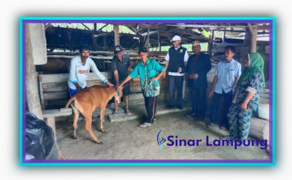 Tani Mulyo Adiluhur Terima Bantuan 10 Ekor Sapi