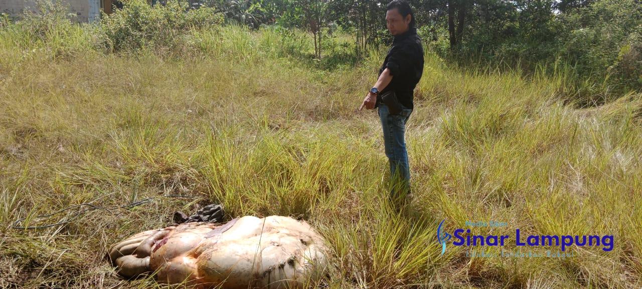 Tiga Ekor Sapi Digasak Pencuri, Pemilik Temukan Dalaman Organ di Semak Belukar