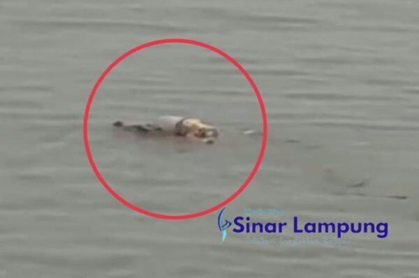 Luar Nalar, Buaya Sungai Mahakam Antar Jasad Bocah Korban Tenggelam ke Tepian