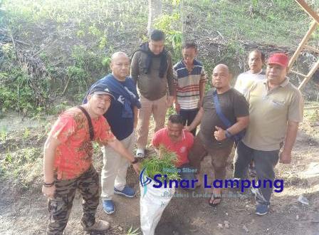 Subdit III Ditresnarkoba Polda Lampung Bongkar Ladang Ganja di Lampung Selatan