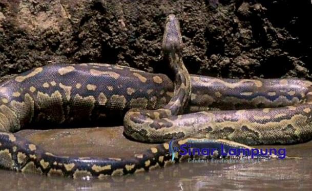 Ular Piton Sepanjang 7 Meter Telan Sapi Warga Ditangkap di Gowa