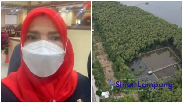 Hutan Mangrove Kota Bandar Lampung Dirusak Jadi Tambak Walikota Ngaku Gak Tahu