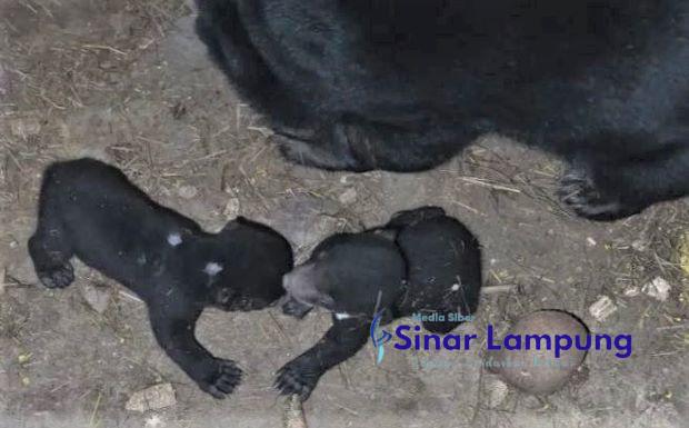 Beruang Madu di Lembah Hijau Lampung Lahirkan Dua Bayi Kembar