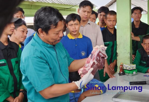 Dosen Peternakan Unila Ingatkan  Pentingnya Memeriksa Hewan Kurban