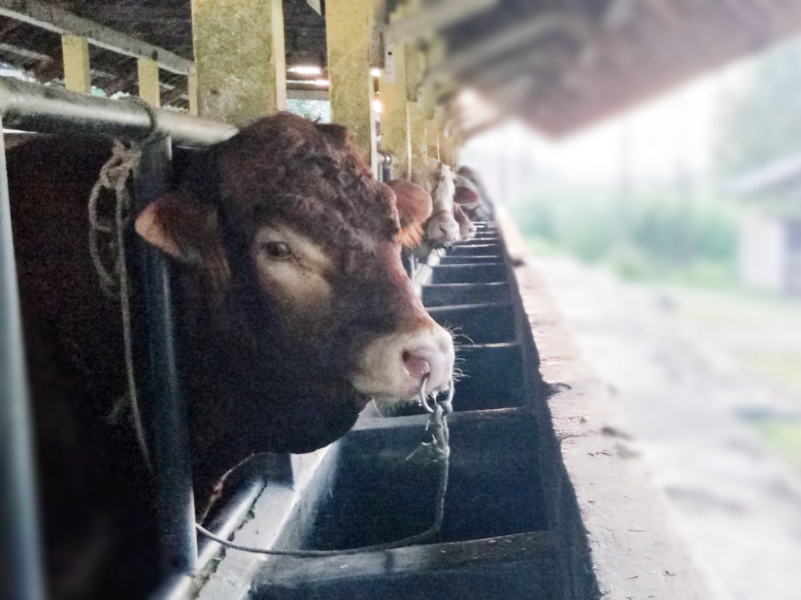 Ketersediaan Hewan Kurban Lampung Aman