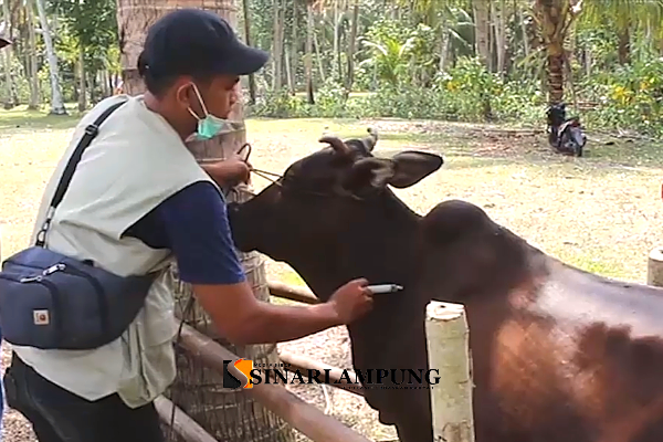 Pemprov Lampung Imbau Peternak Segera Vaksinasi LSD