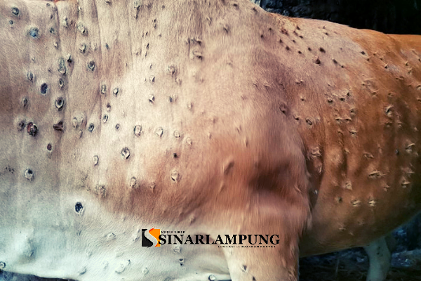 Lumpy Skin Disease Penyakit Yang Menyerang Hewan Ternak