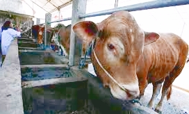 Antraks Serang Gunung Kidul, Tiga Warga Meninggal Dunia 93 Lainnya Dinyatakan Positif