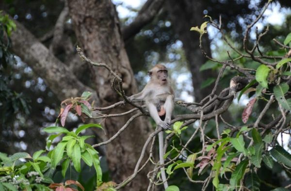Sisi Unik Hutan Kera, Punya Fasilitas Bekas Jepang dan Belanda 