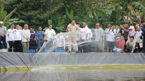 Arinal Panen Perdana Udang Vaname Air Tawar di Lamsel