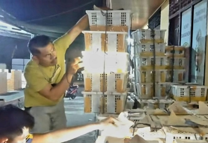 Ribuan Burung Hasil Tangkapan KSKP Bakauheni Diserahkan ke Balai Karantina Hewan