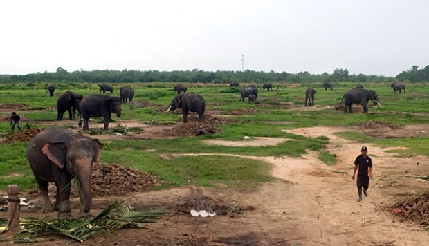 Pengelola TNWK Bisa Apa? Lama-lama Gajah di Sana Bisa Mati Terbakar Semua!