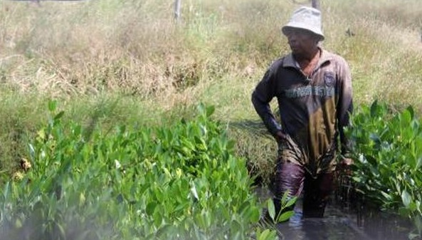 Lahan Persawahan di Lampung Tercemar Air Laut  Ancam Produksi Padi Menurun