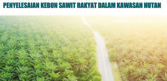 Ini Aturan Terbaru Terkait Tata Cara Penyelesaian Kebun Sawit di Kawasan Hutan, Informasi Lengkap Ada di Sini!