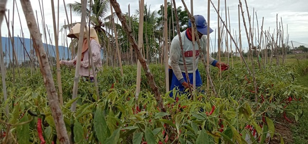 NTP Lampung November 2023  Naik 0,83% 