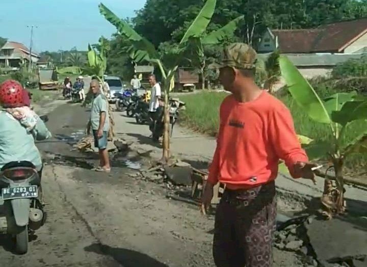 Protes Jalan Rusak Warga Panaragan Tanam Pohon Pisang