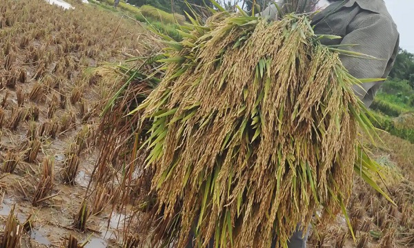 Harga Rata-rata GKP Desember 2023 di Lampung Hampir Menyentuh Rp7 Ribu/Kg