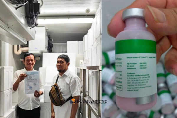 Kabar Baik Bagi Peternak Lampung, Stok Vaksin PMK Gratis Tersedia