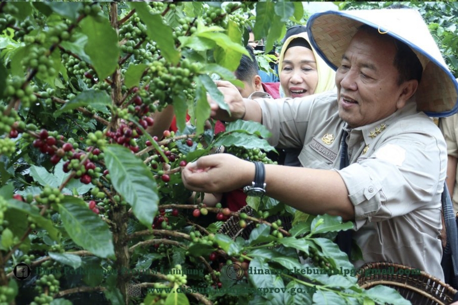 Gubernur Panen Kopi Arabika di Sekincau Dukung Sistem Pagar Dongkrak