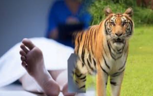 Warga Suoh Ditemukan Tewas di Kebun, Ada Bekas Luka Cakaran dan Gigitan