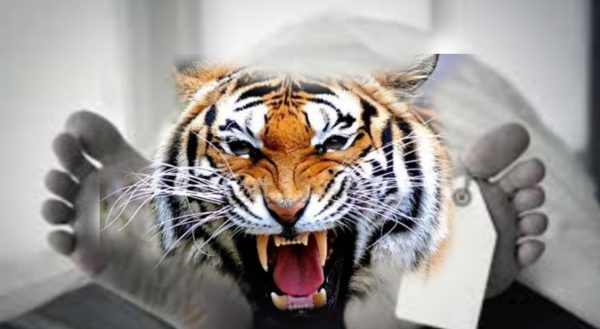 Harimau di Suoh Kembali Terkam Warga, Korban Ditemukan Tak Utuh