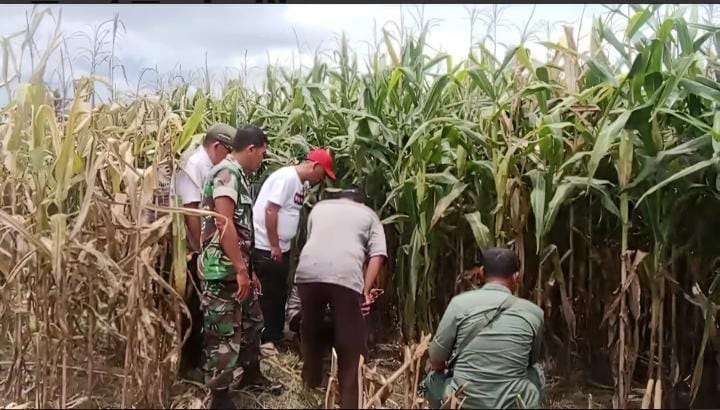 Warga Gunungdoh Digegerkan Adanya Penampakan Harimau Di Kebun Jagung