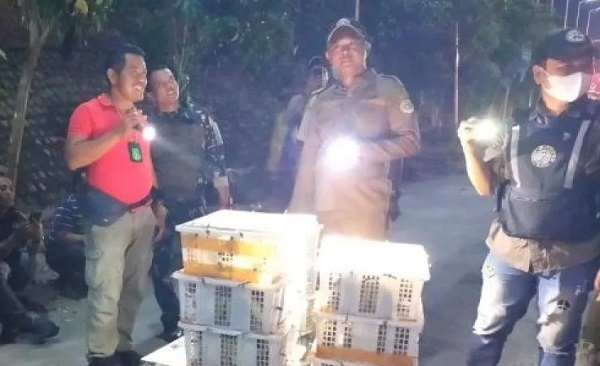 Ribuan Ekor Burung Tanpa Dokumen Asal Sumsel Diamankan di Pelabuhan Bakauheni