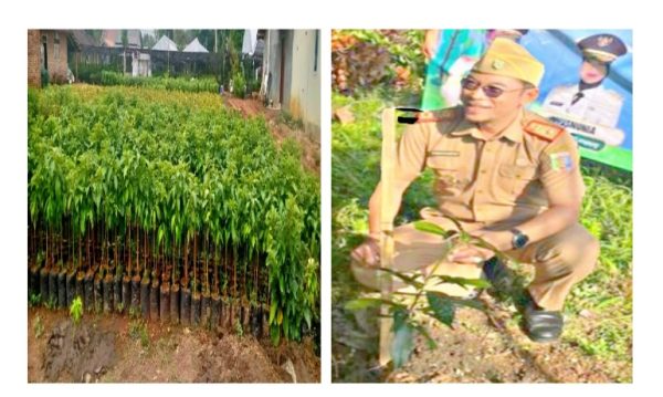 Proyek Bibit Alpukat dan Durian Rp2 Miliar Dishut Lampung Sarat Korupsi, Program RHL di Ujung Tanduk?